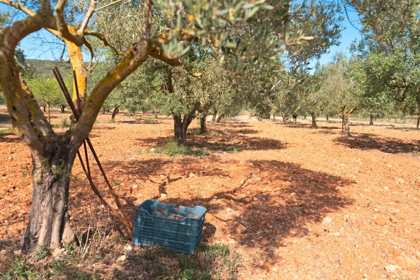 Finca Agroturismo Es Mayolet Strand