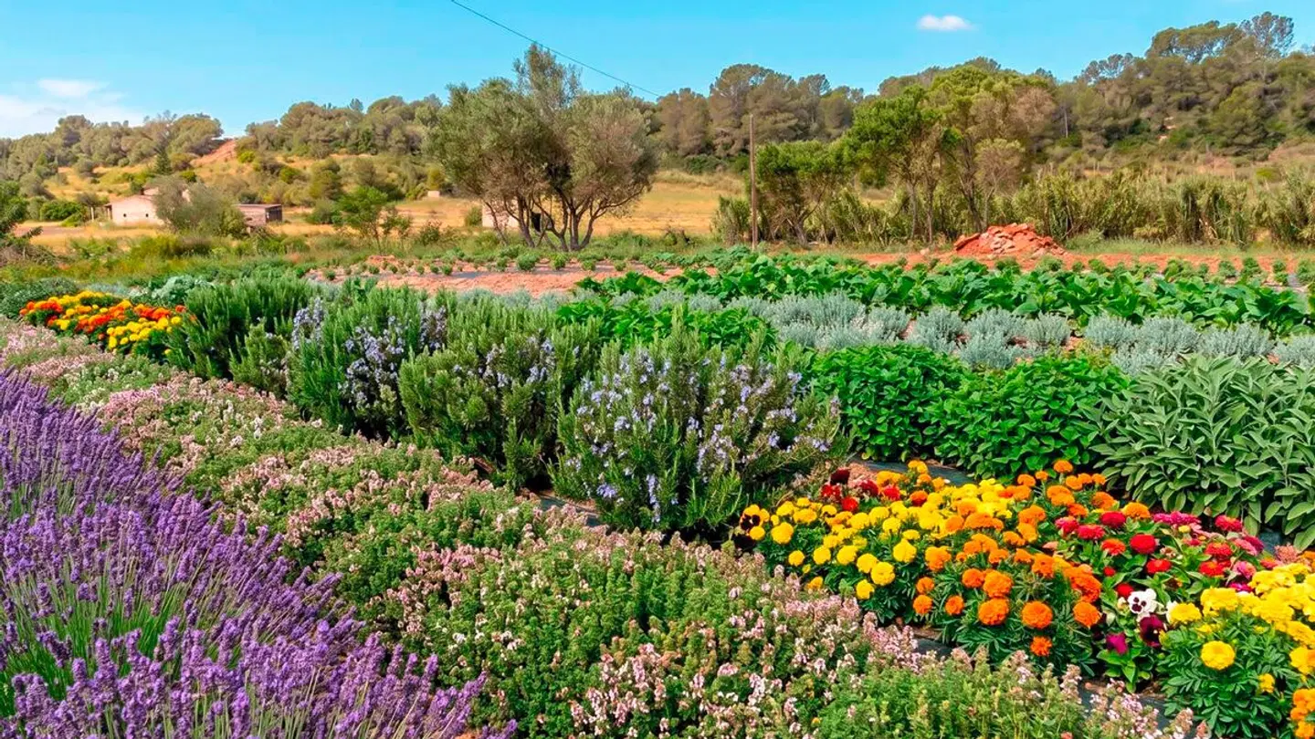 Finca Agroturismo Es Mayolet LANDSCAPE