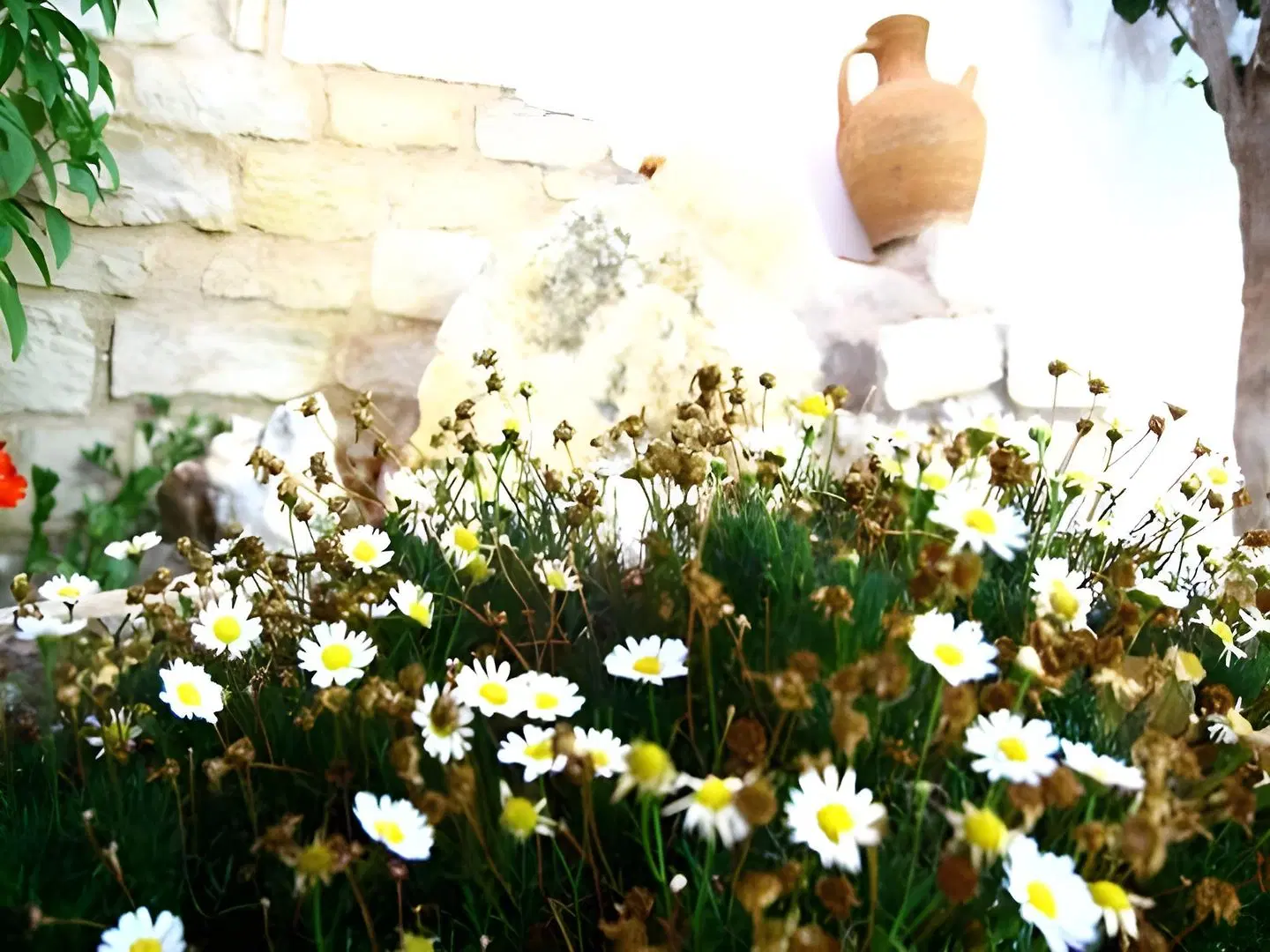 Iliana Hotel Garten
