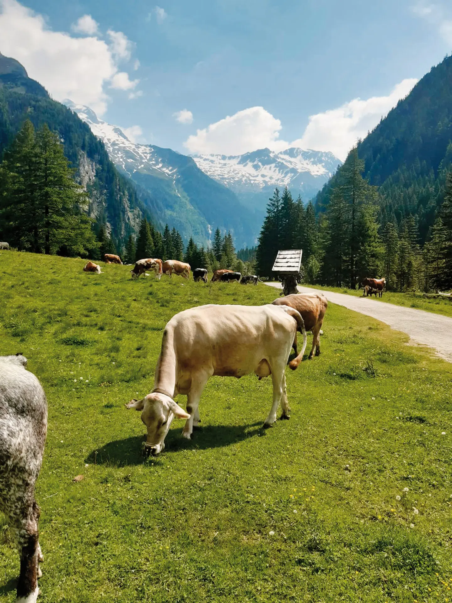 Hotel Hubertus Tiere