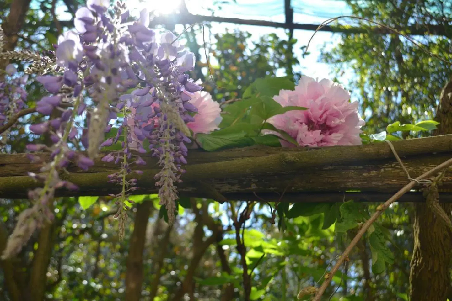 Sorrento Experience Garten