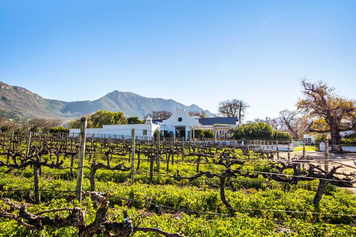 Steenberg Hotel & Spa Garten
