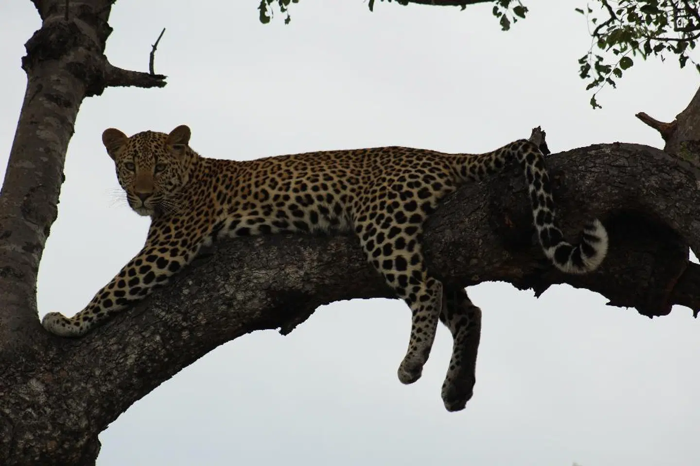 Shumbalala Game Lodge Tiere