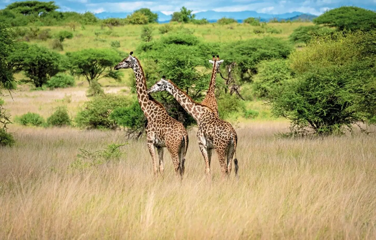 Zwischen Löwenpfaden und Akazienträumen Tiere