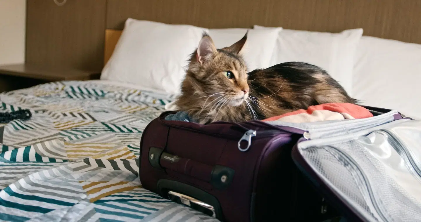 Motel 6 Denver, CO - Airport Tiere