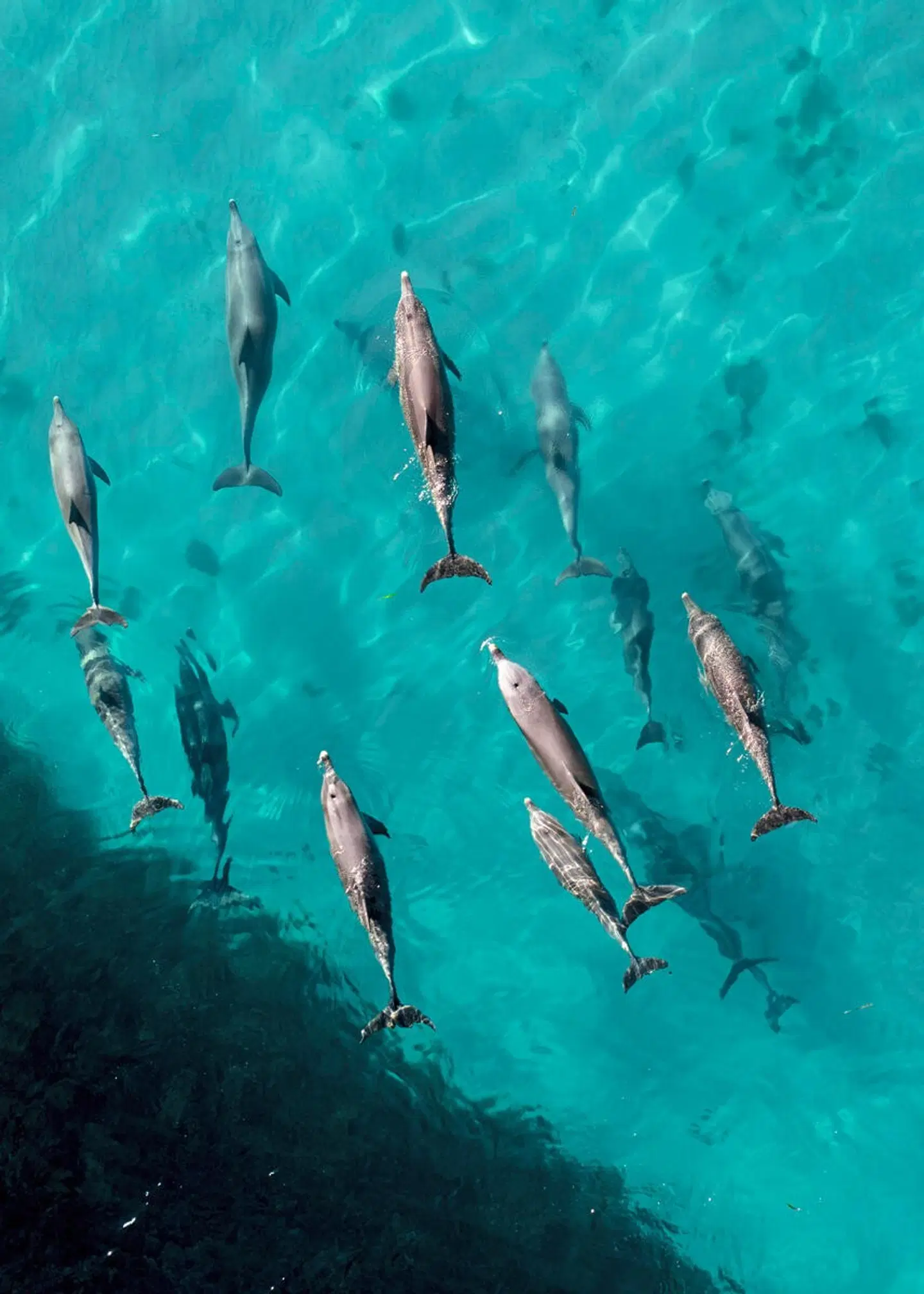 RAH GILI MALDIVES Tiere