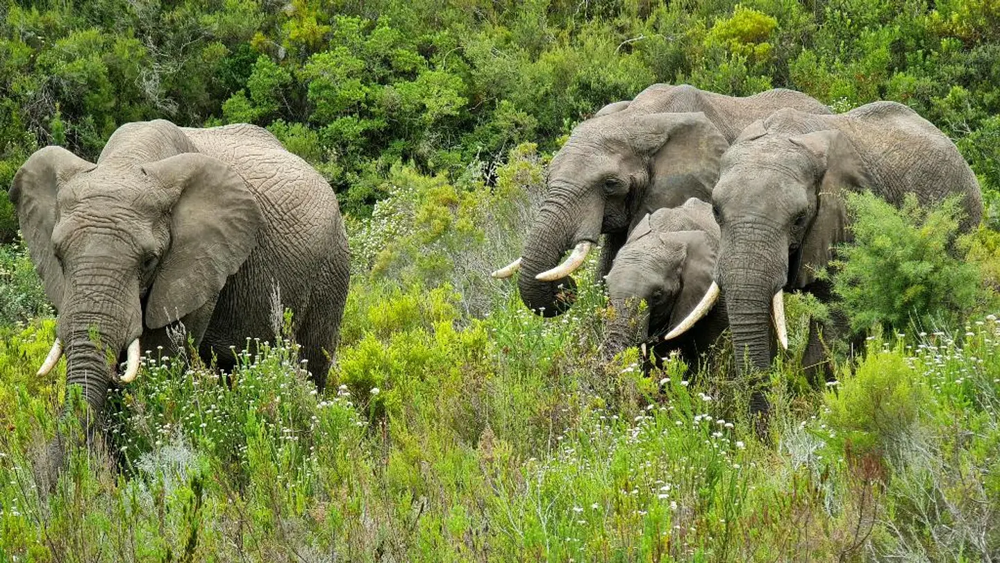 Botlierskop The Village Lodge Tiere