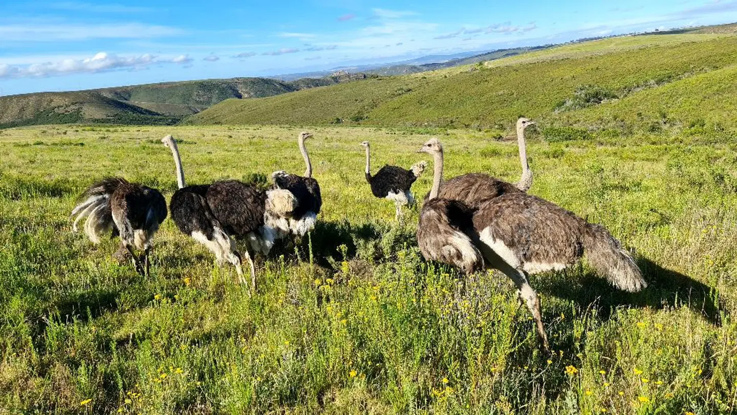 Botlierskop The Village Lodge Tiere