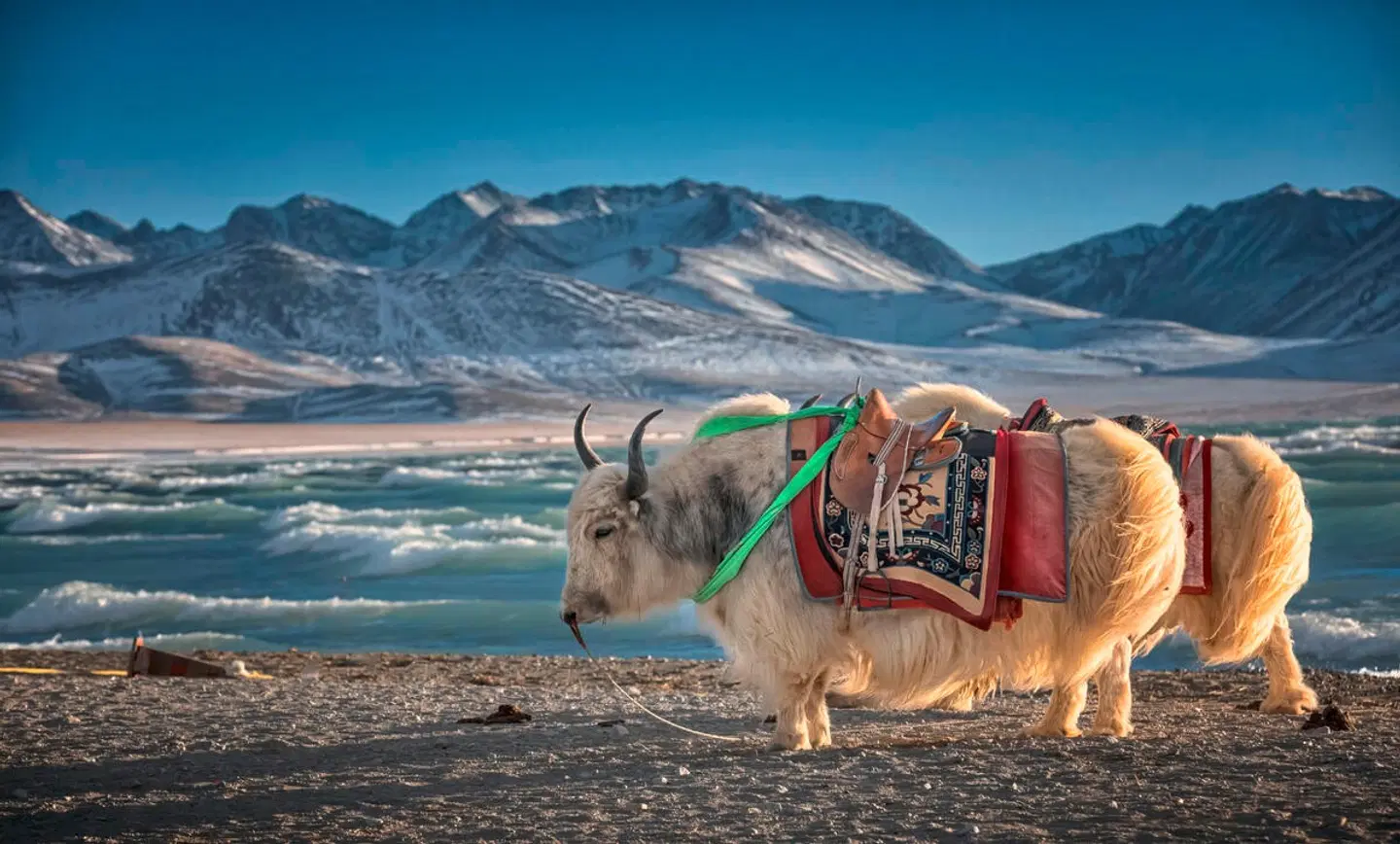 Faszination Tibet (Gruppenreise) Tiere