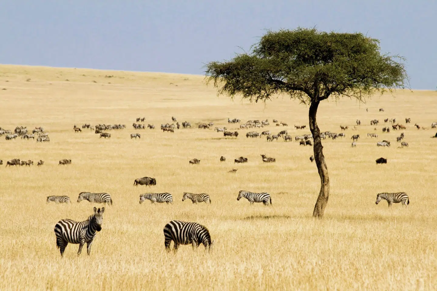 Masai Mara Fly-In Safari Superior ab/bis Nairobi Tiere