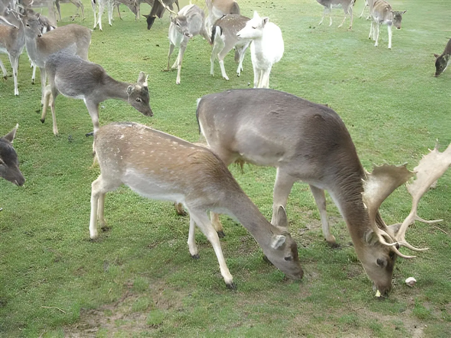 Fleischmann Tiere