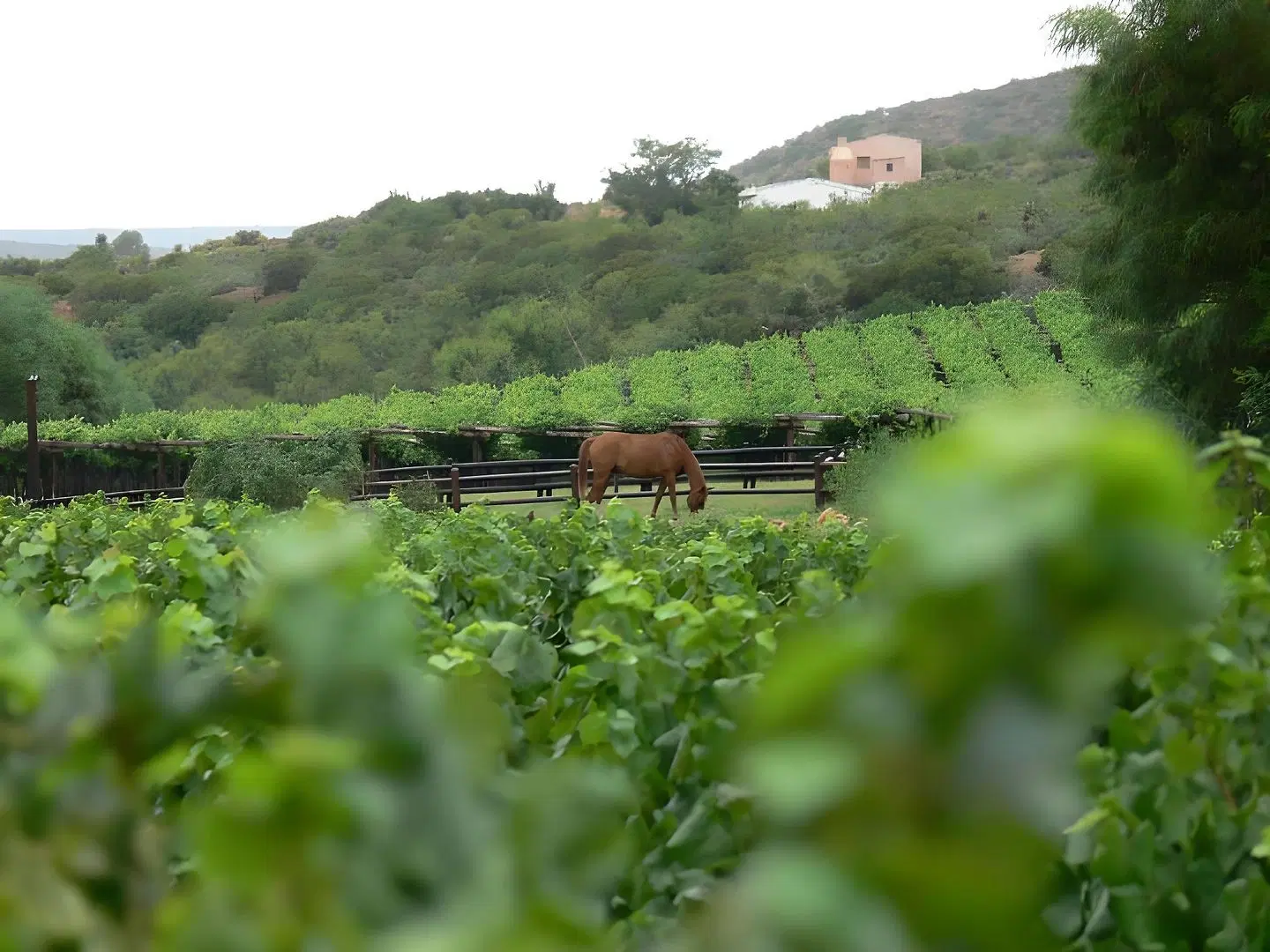 Oaksrest Vineyards Guest Farm LANDSCAPE