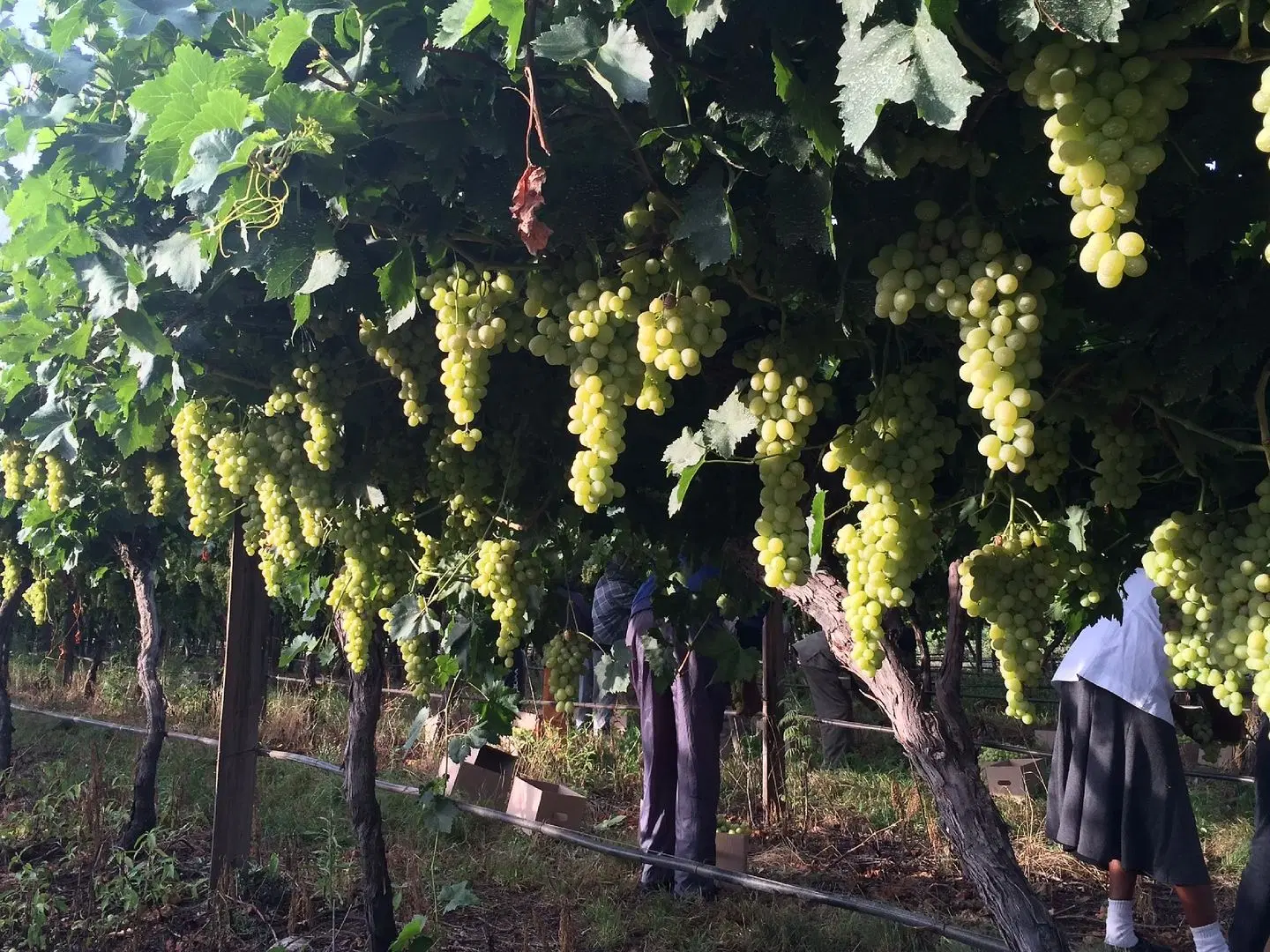 Oaksrest Vineyards Guest Farm LANDSCAPE