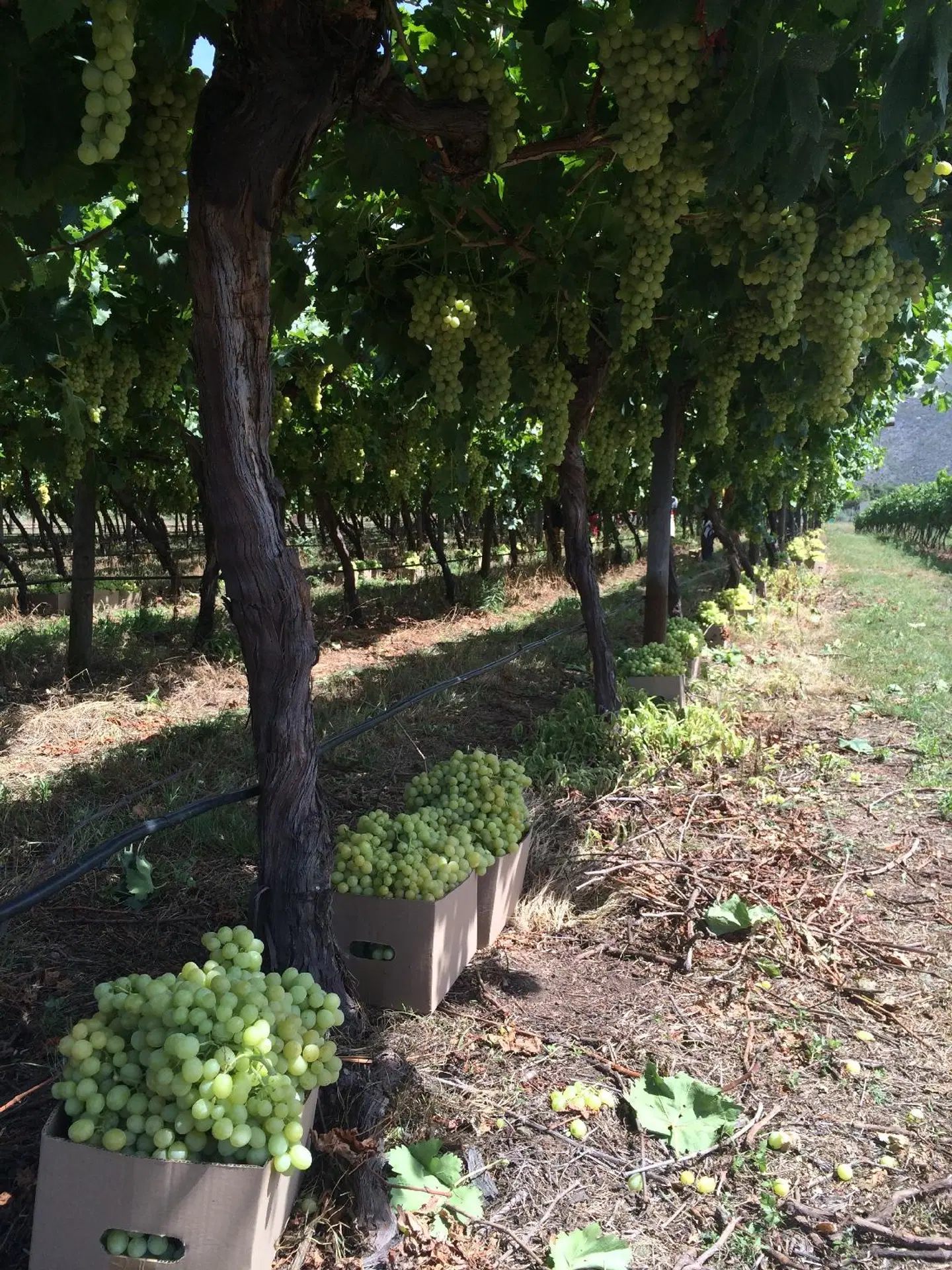 Oaksrest Vineyards Guest Farm Garten