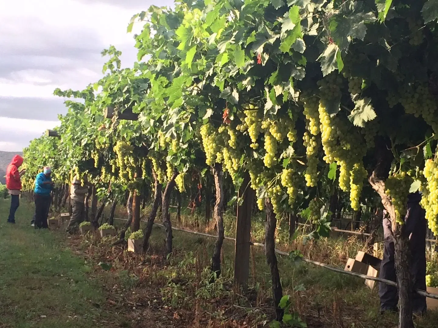Oaksrest Vineyards Guest Farm LANDSCAPE