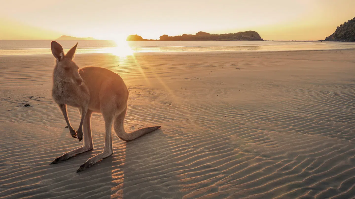 Great Ocean Road & Barossa Valley Tiere