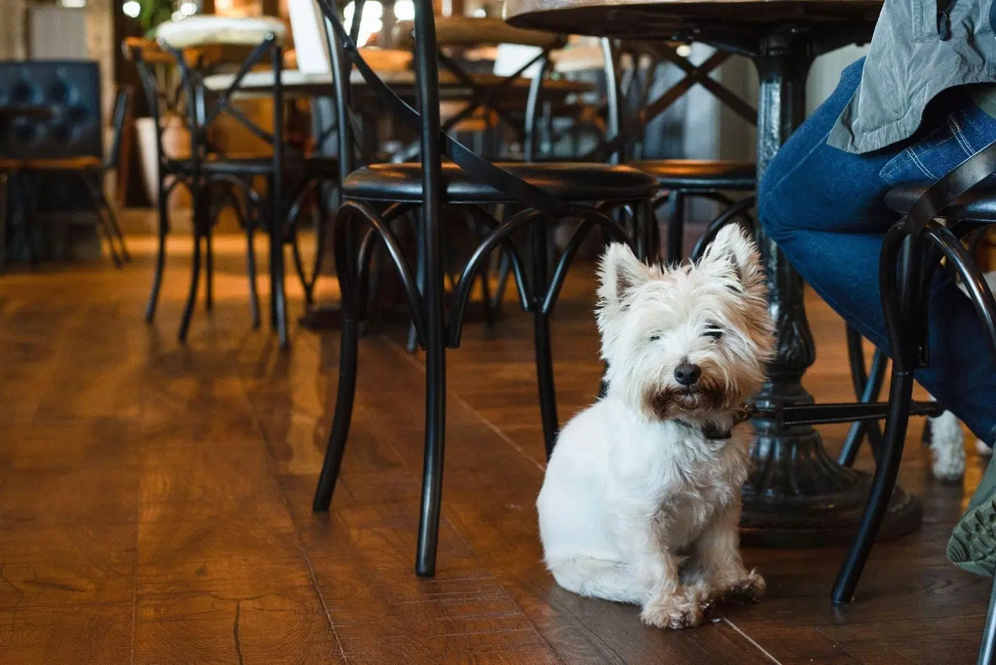 The Northallerton Inn - The Inn Collection Group Tiere