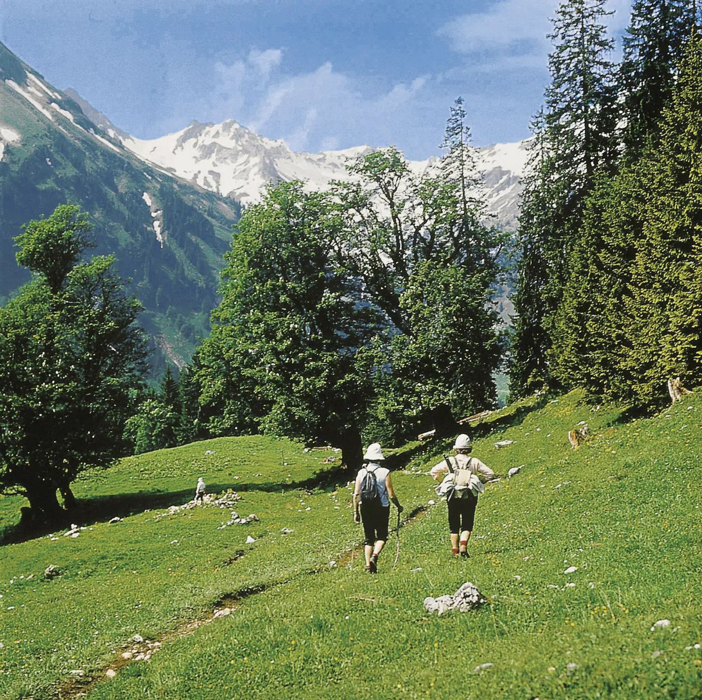 Bellevue LANDSCAPE