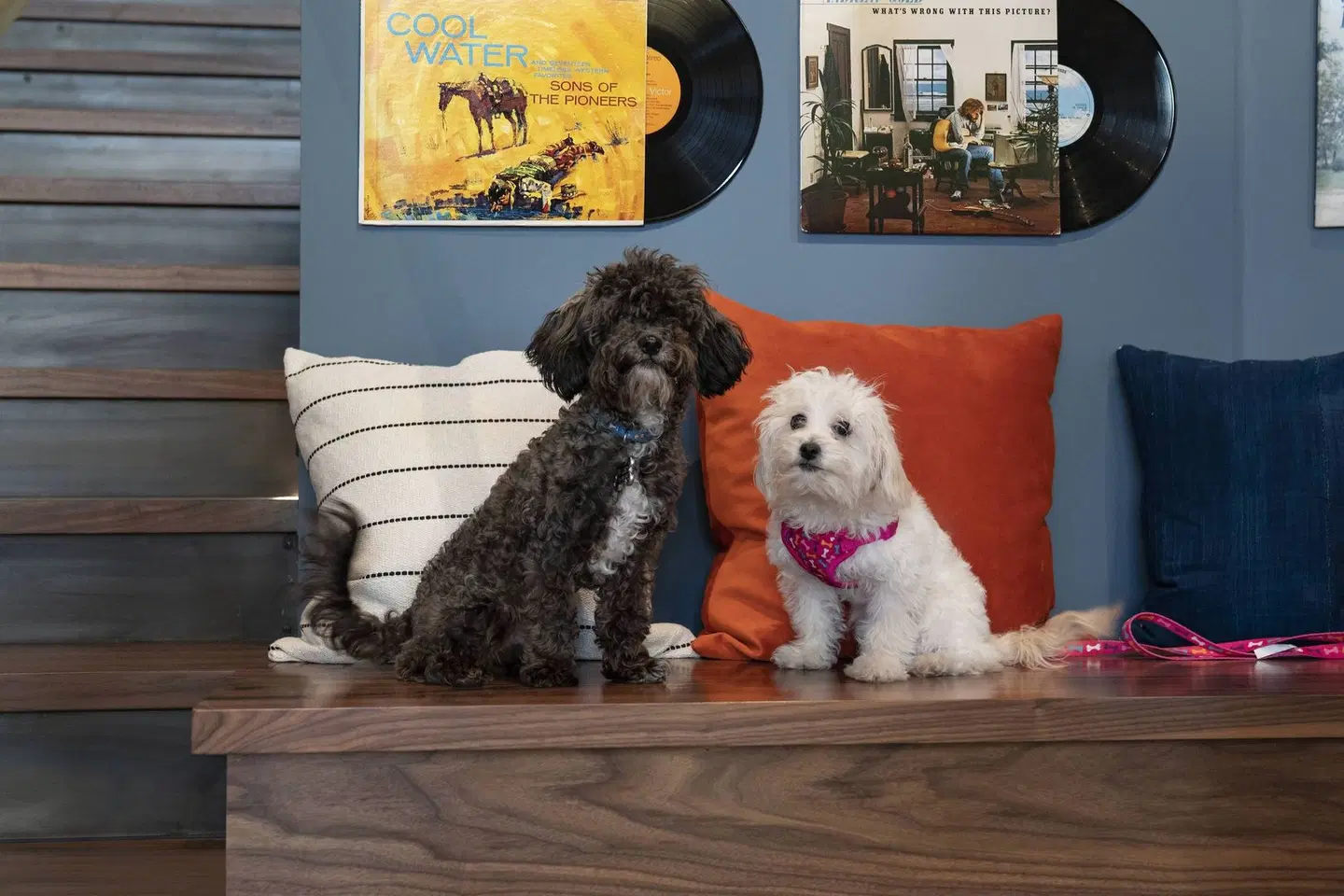 Moxy Nashville Vanderbilt at Hillsboro Village Tiere