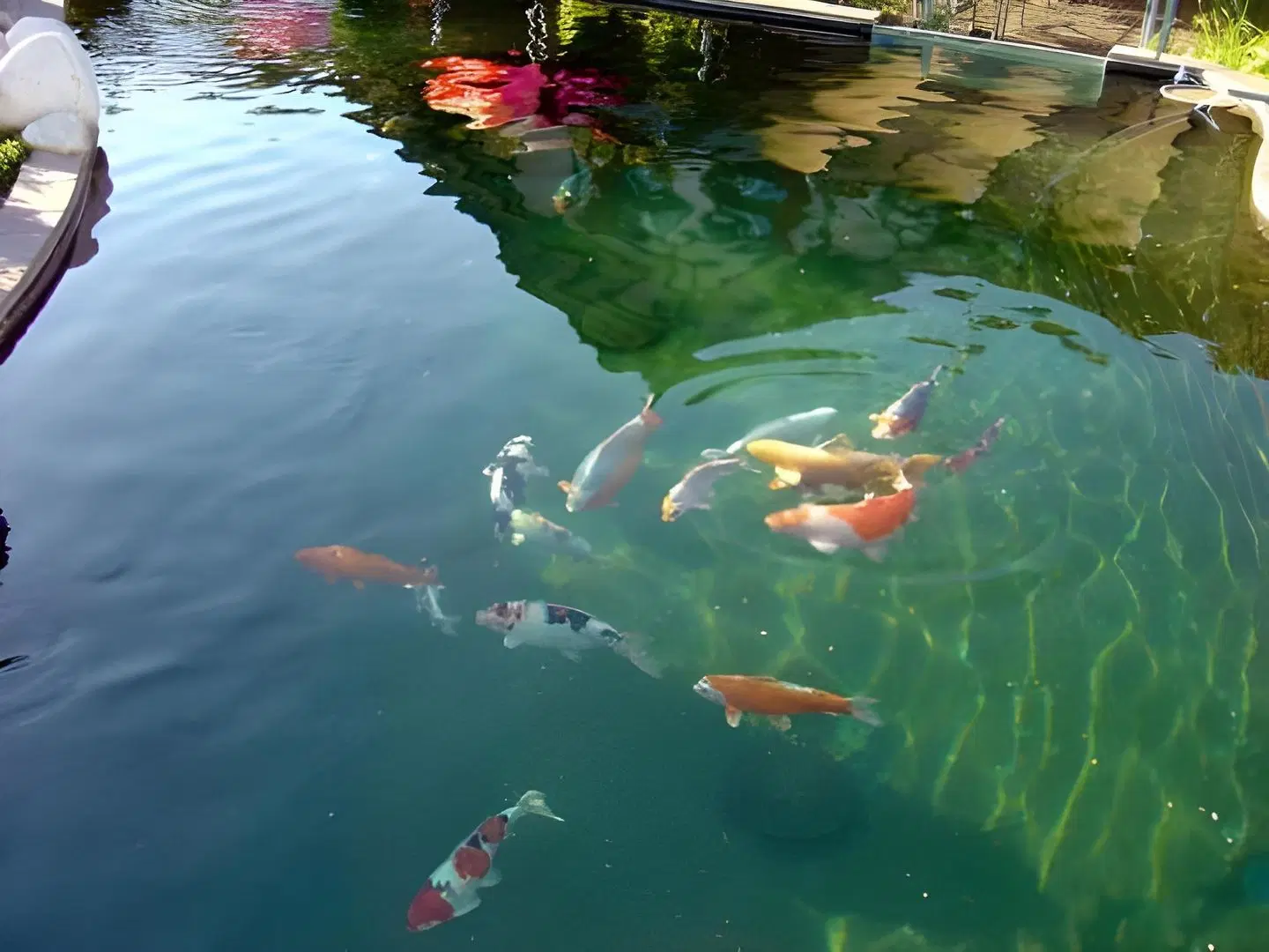 Koi-Gartenteich LANDSCAPE
