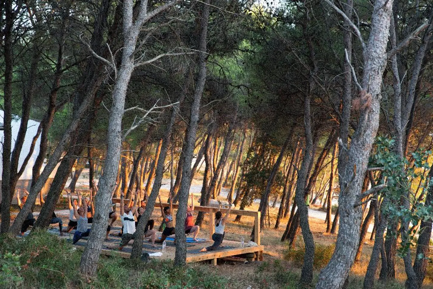 Glamping Forest lodges LANDSCAPE
