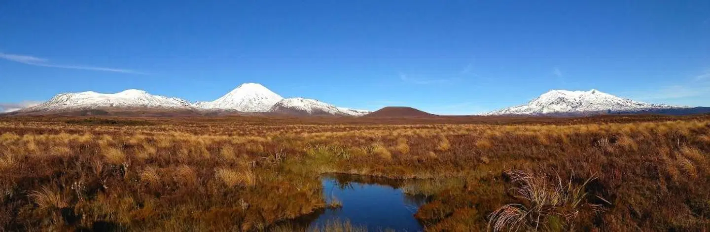 River Birches LANDSCAPE