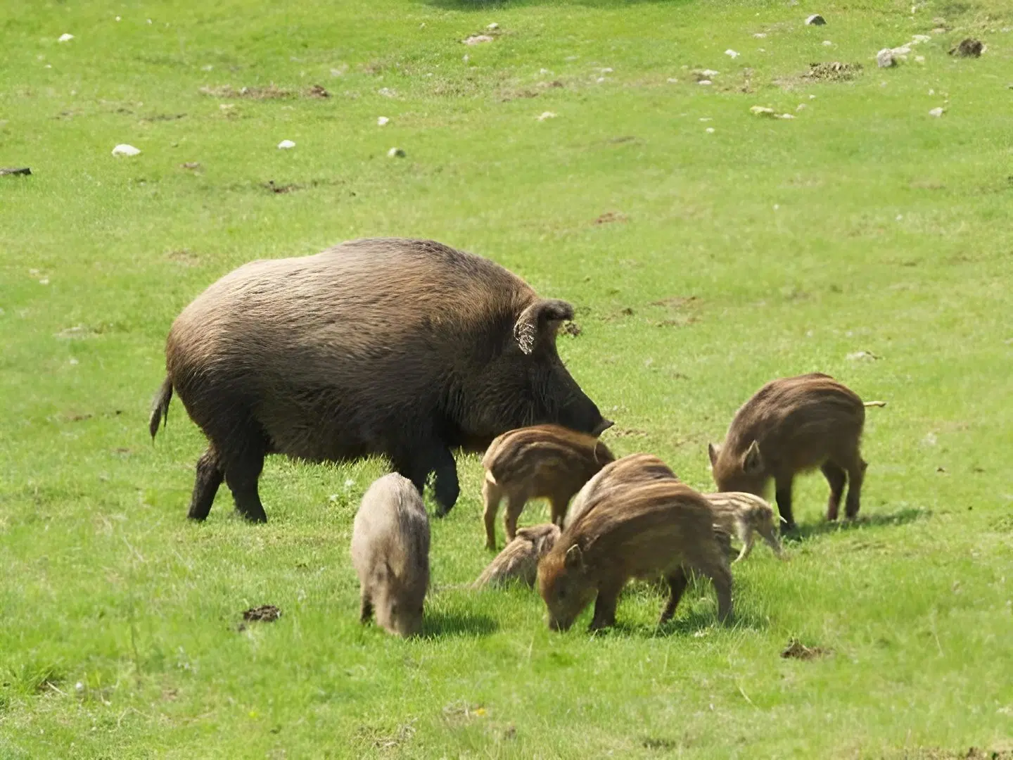 Forsthaus Remstecken Tiere