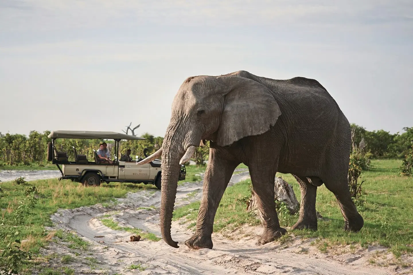 Belmond Eagle Island Tiere