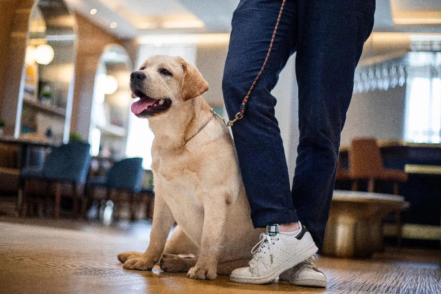 voco Fiorello - LaGuardia East by IHG Tiere