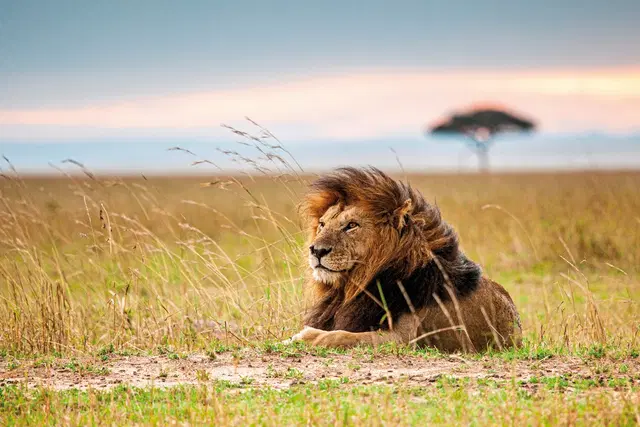 Masai Mara Fly-In Safari Premium ab/bis Mombasa Tiere