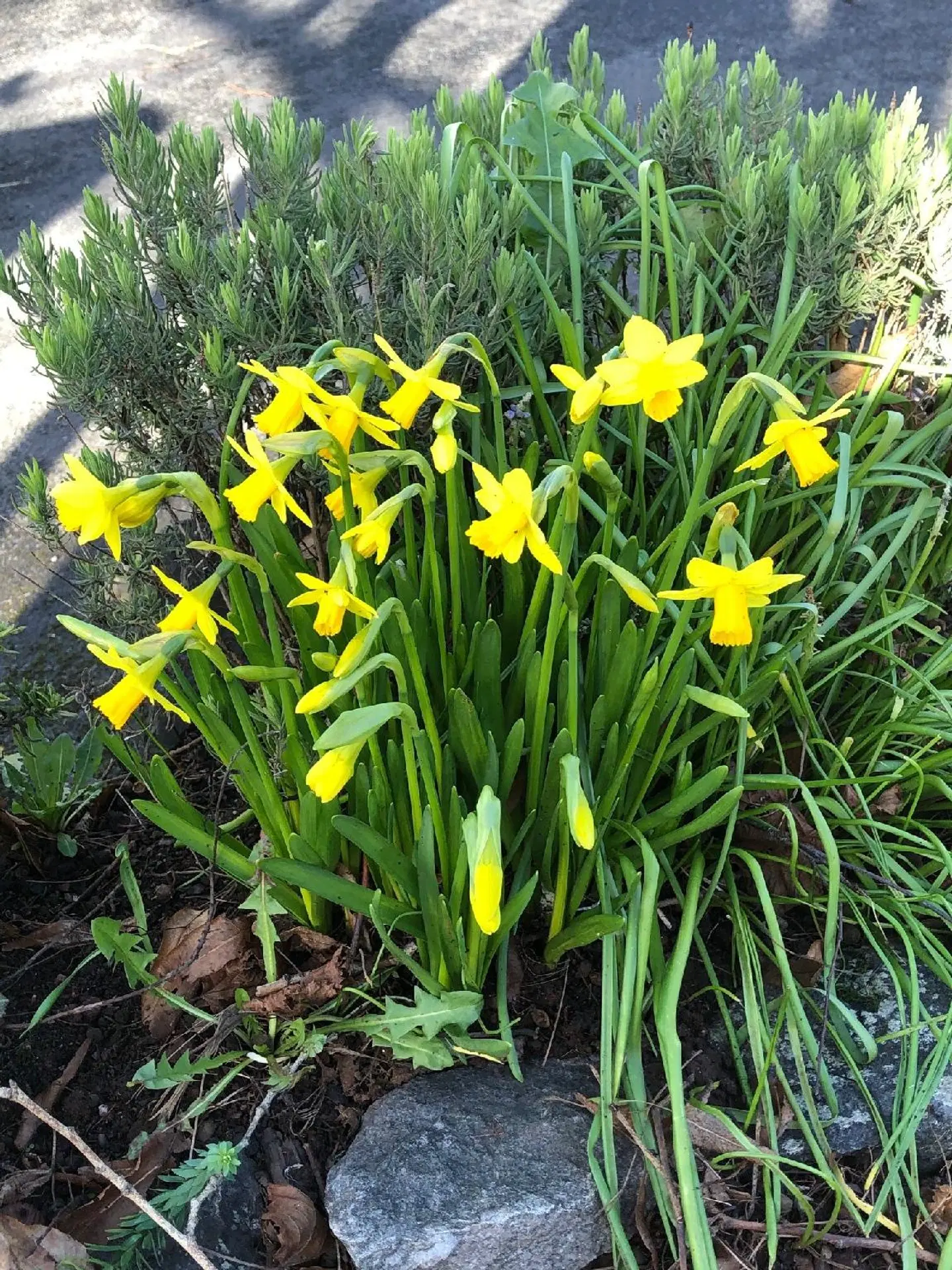 The Brandize Garten