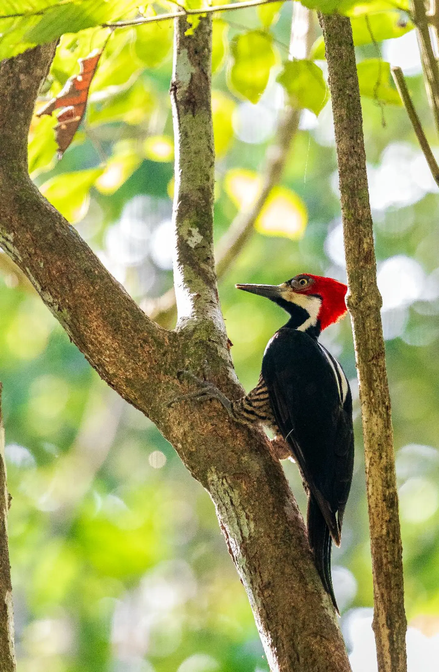 Summit Rainforest & Golf Resort Tiere