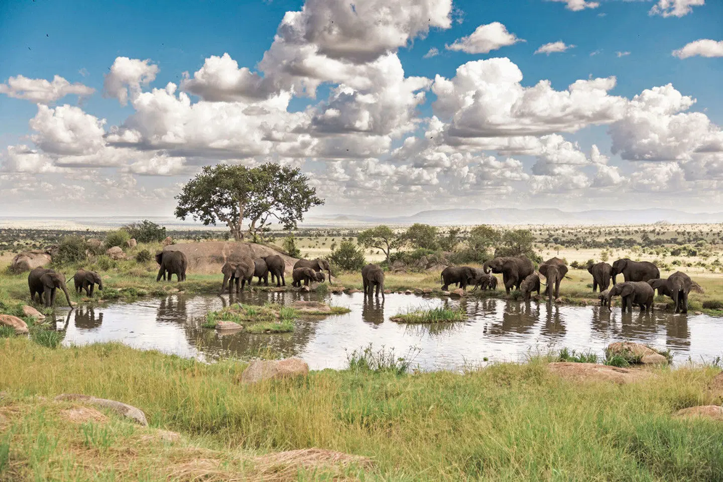 Four Seasons Serengeti Lodge Tiere