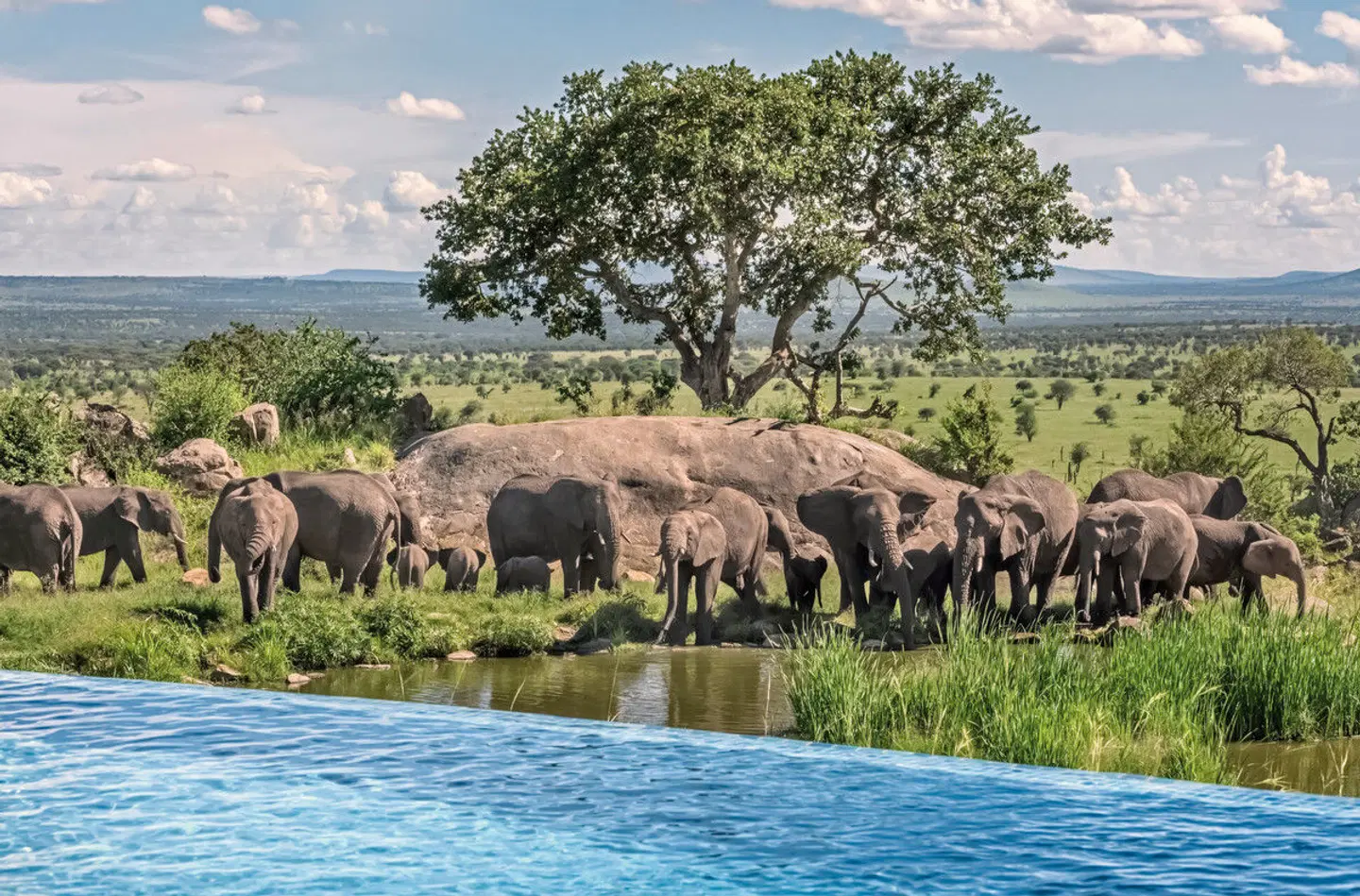 Four Seasons Serengeti Lodge Tiere