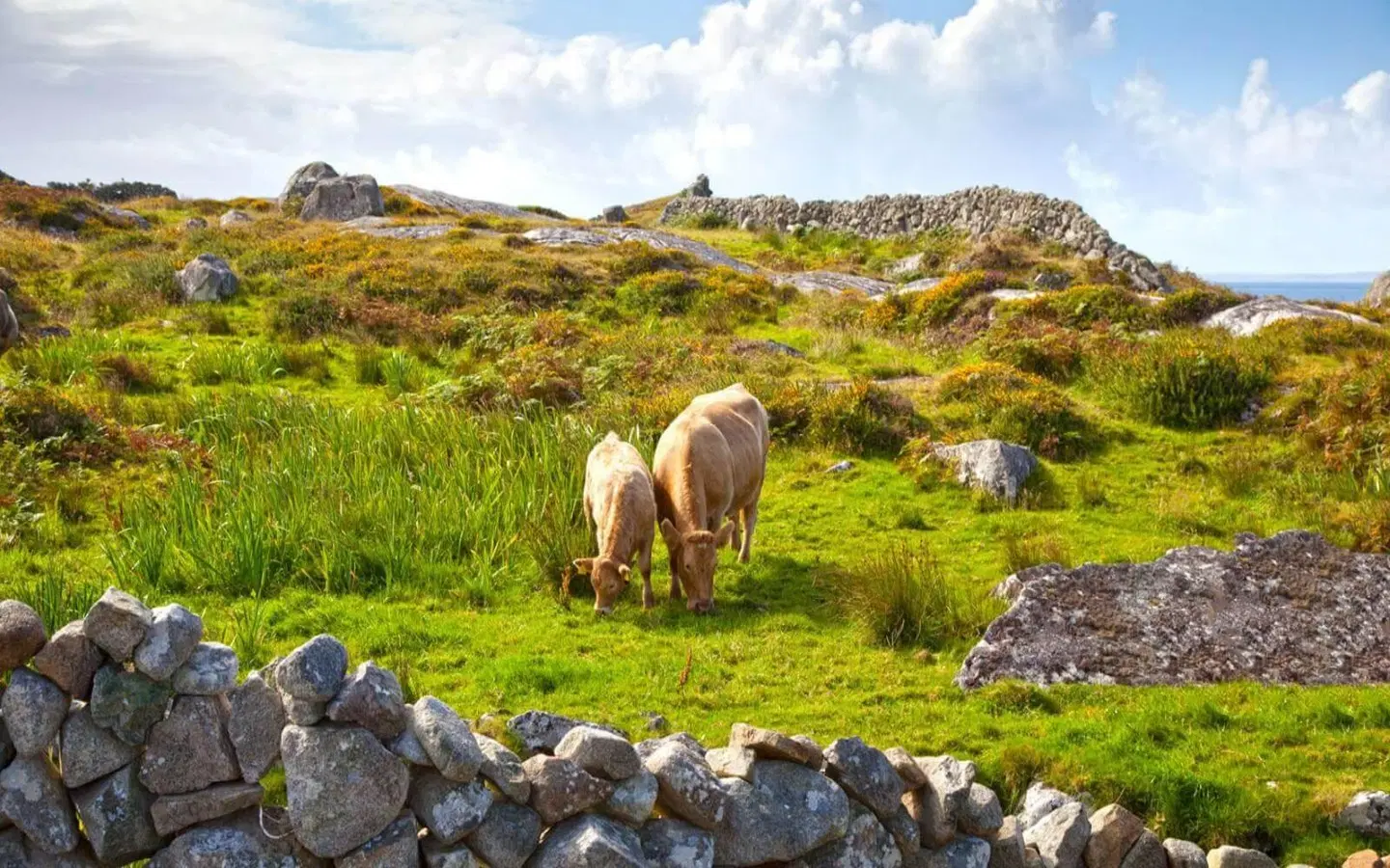 The Wild Atlantic Lodge Tiere