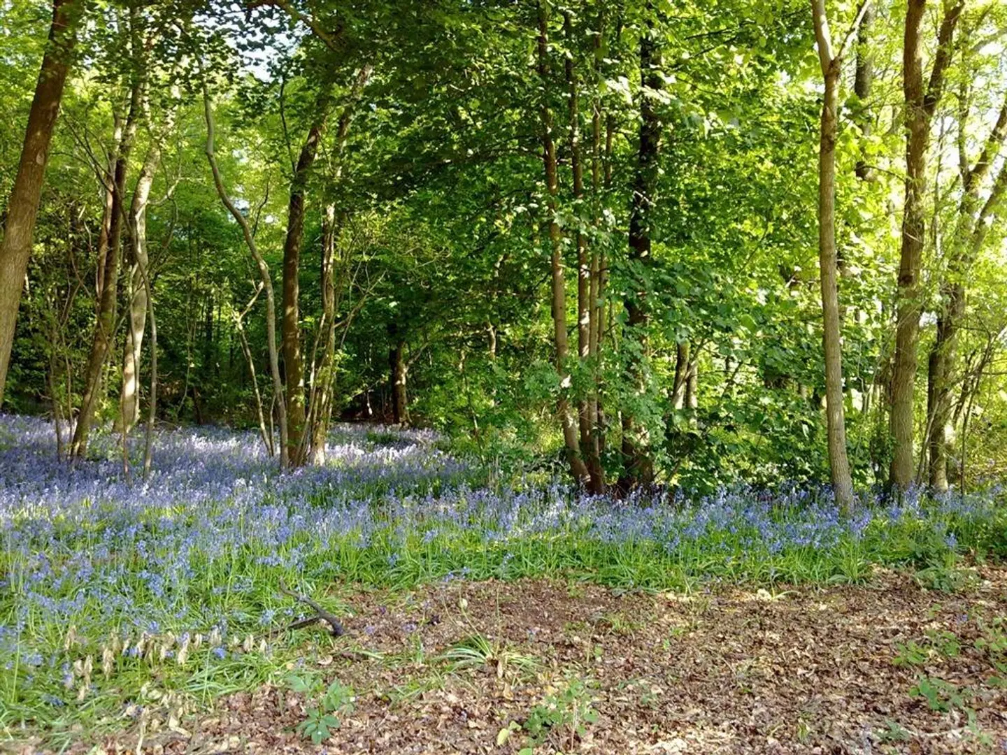 Wayside Lodges LANDSCAPE
