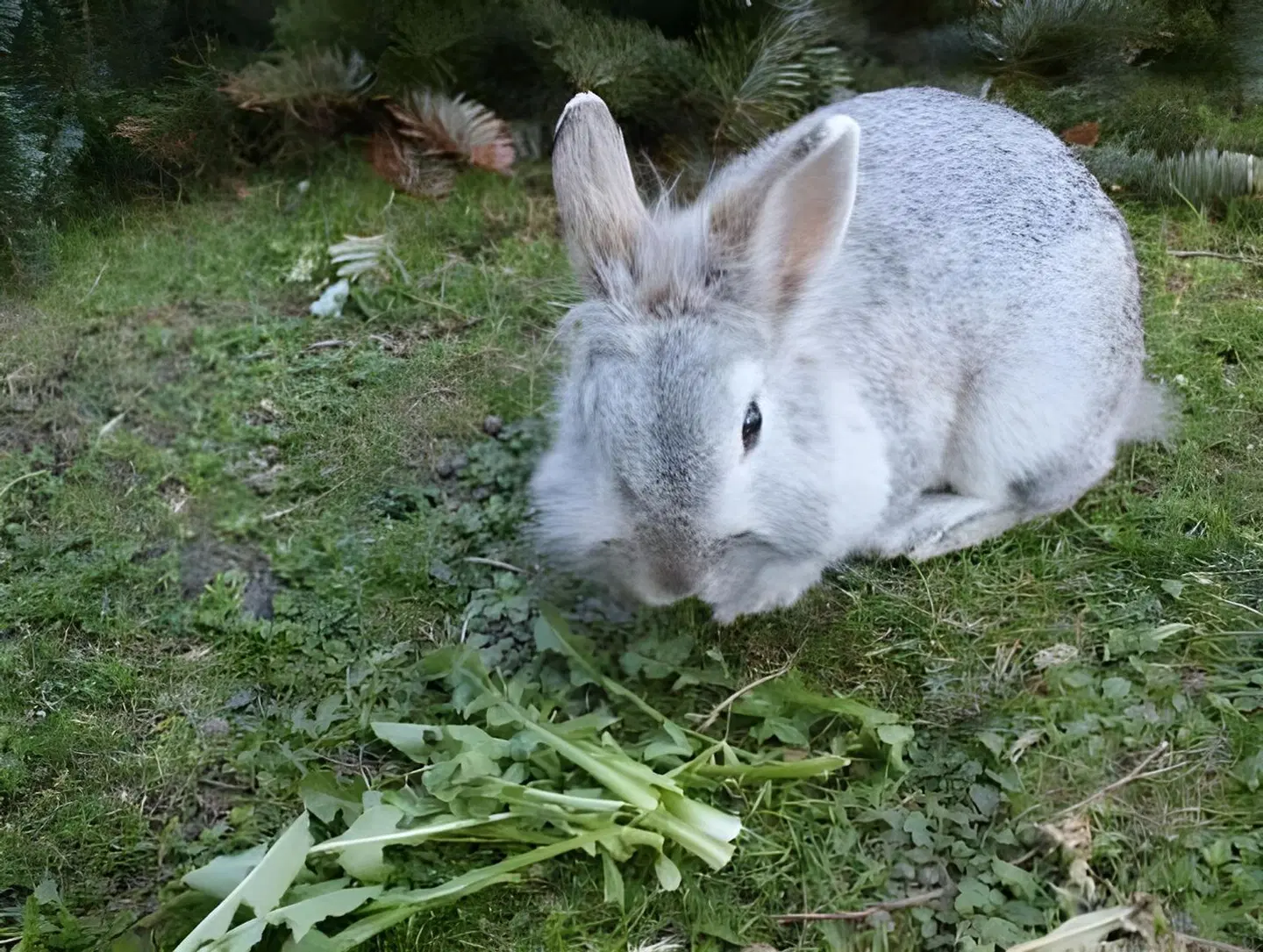 Chasa Janett Tiere