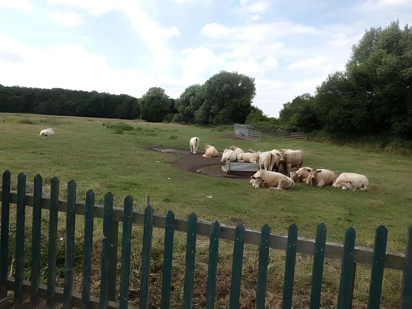 The Elms Tiere