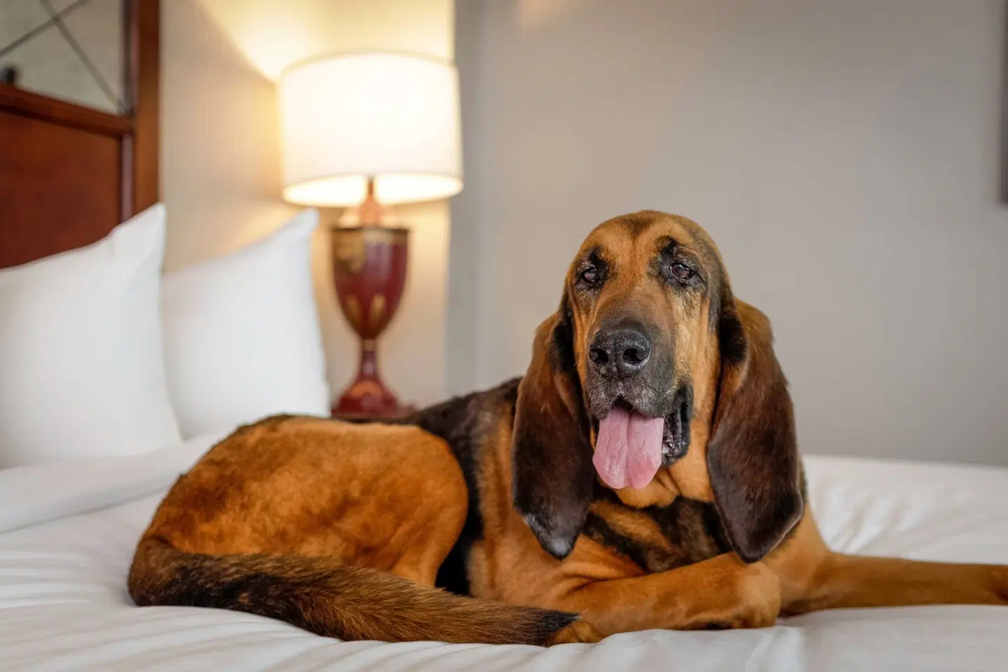 The Battle House Renaissance Mobile Hotel & Spa Tiere