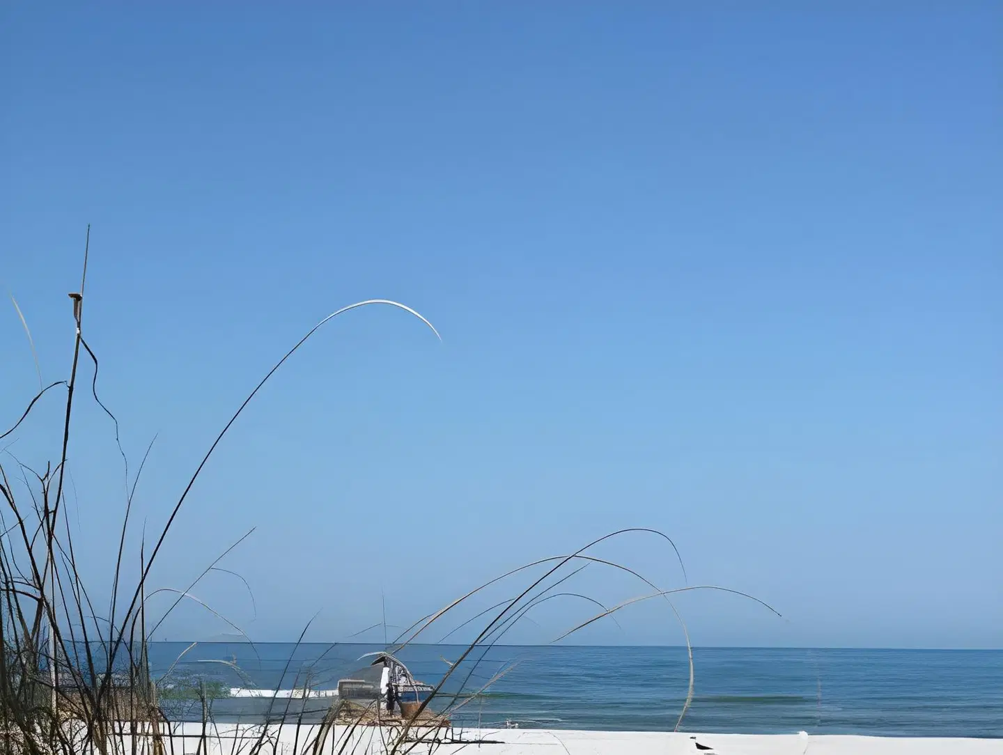 Tropical Beach Resorts - Sarasota LANDSCAPE