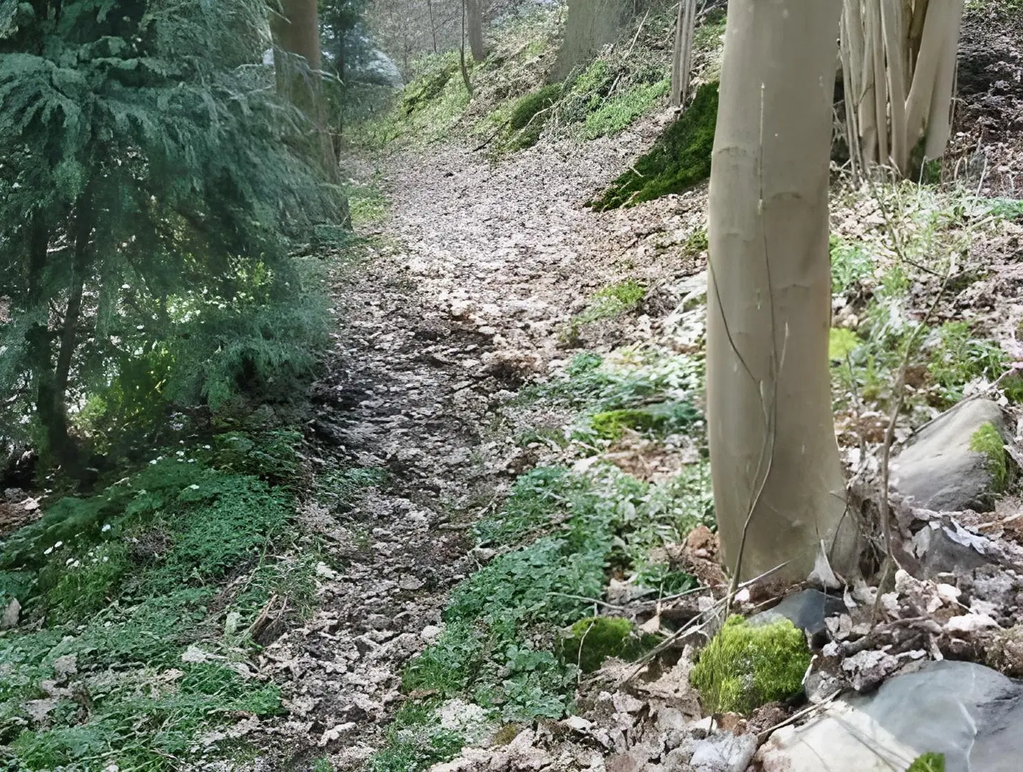 New-Castle Tiere