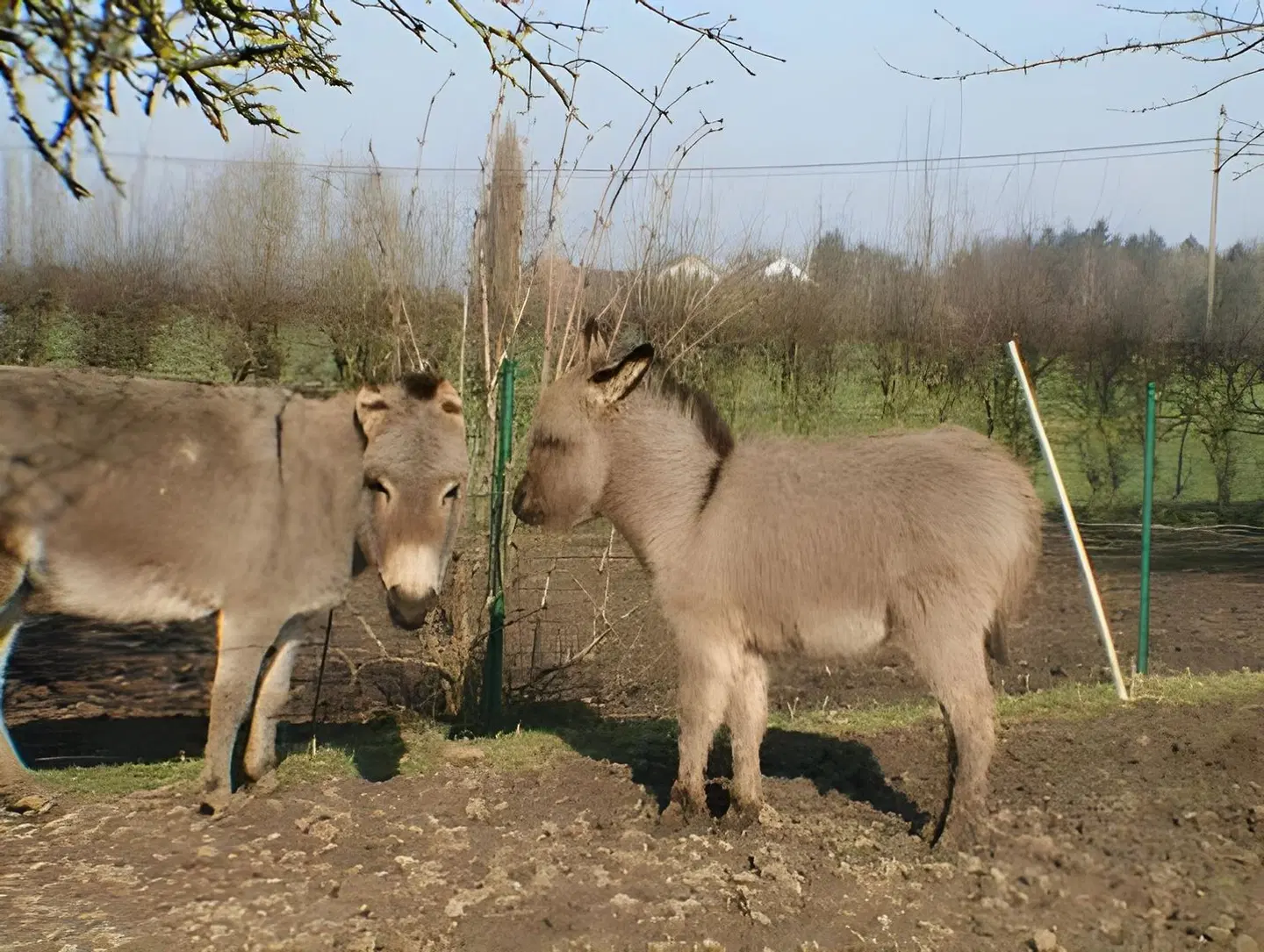 B&B Le Relais De Charlinette Tiere