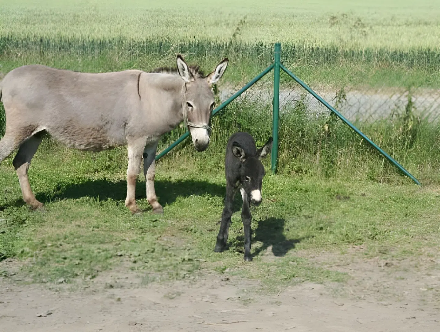 B&B Le Relais De Charlinette Tiere