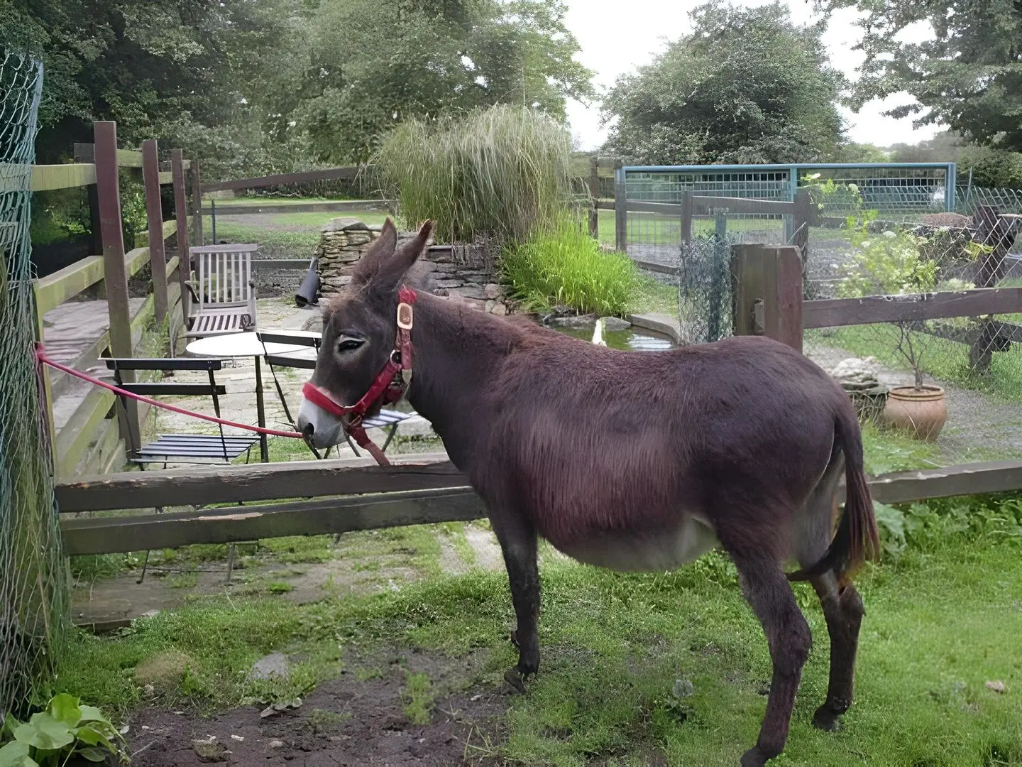 B&B Le Relais De Charlinette Tiere