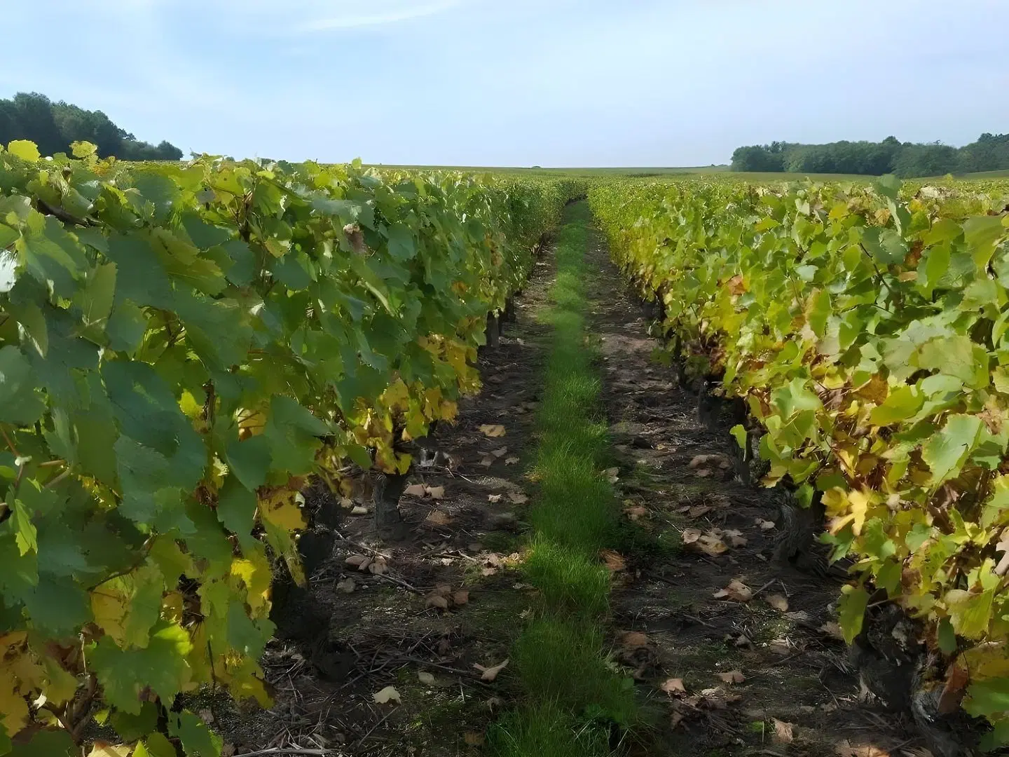 Le Moulin de Bacchus LANDSCAPE
