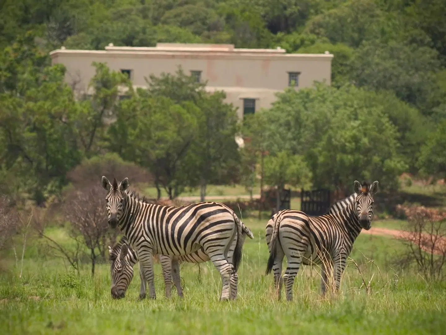Kedar Heritage Lodge, Conference Centre & Spa Tiere