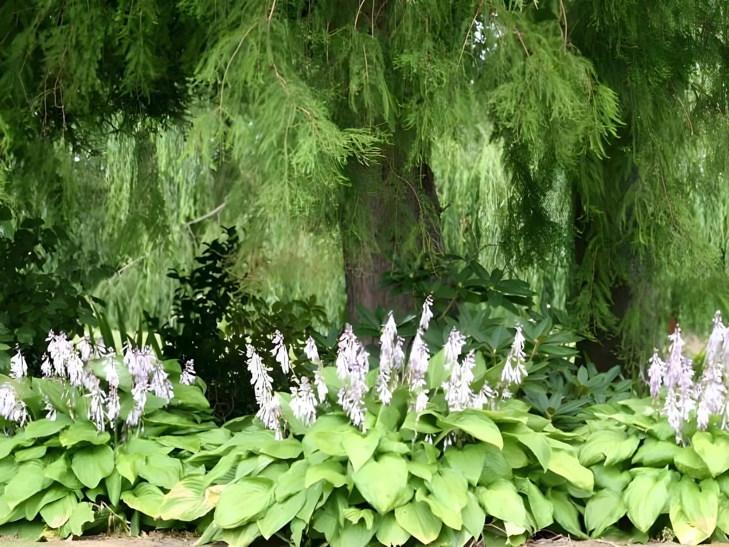 Silverstream Lodge LANDSCAPE
