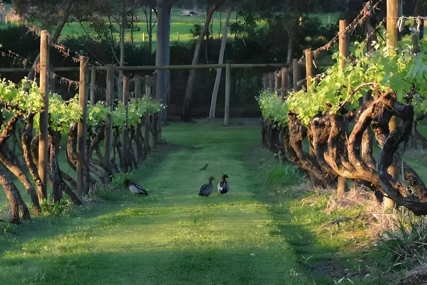 Gypsy Creek Winery Garten