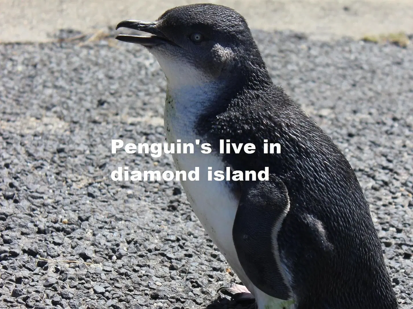 Diamond Island Resort Tiere