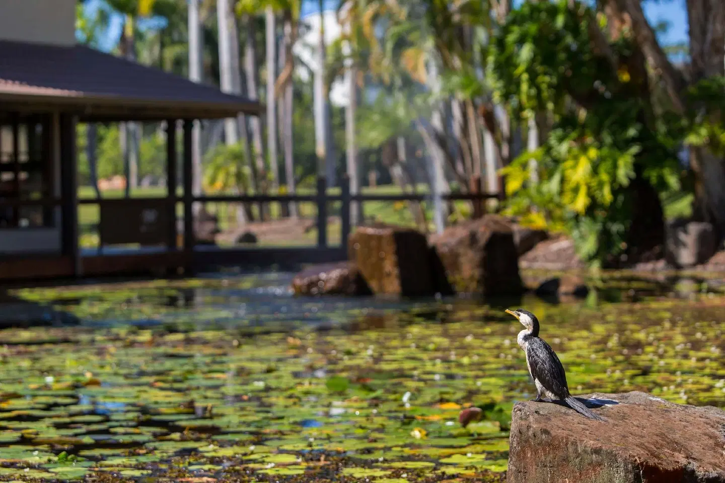 Oaks Sunshine Coast Oasis Resort Tiere